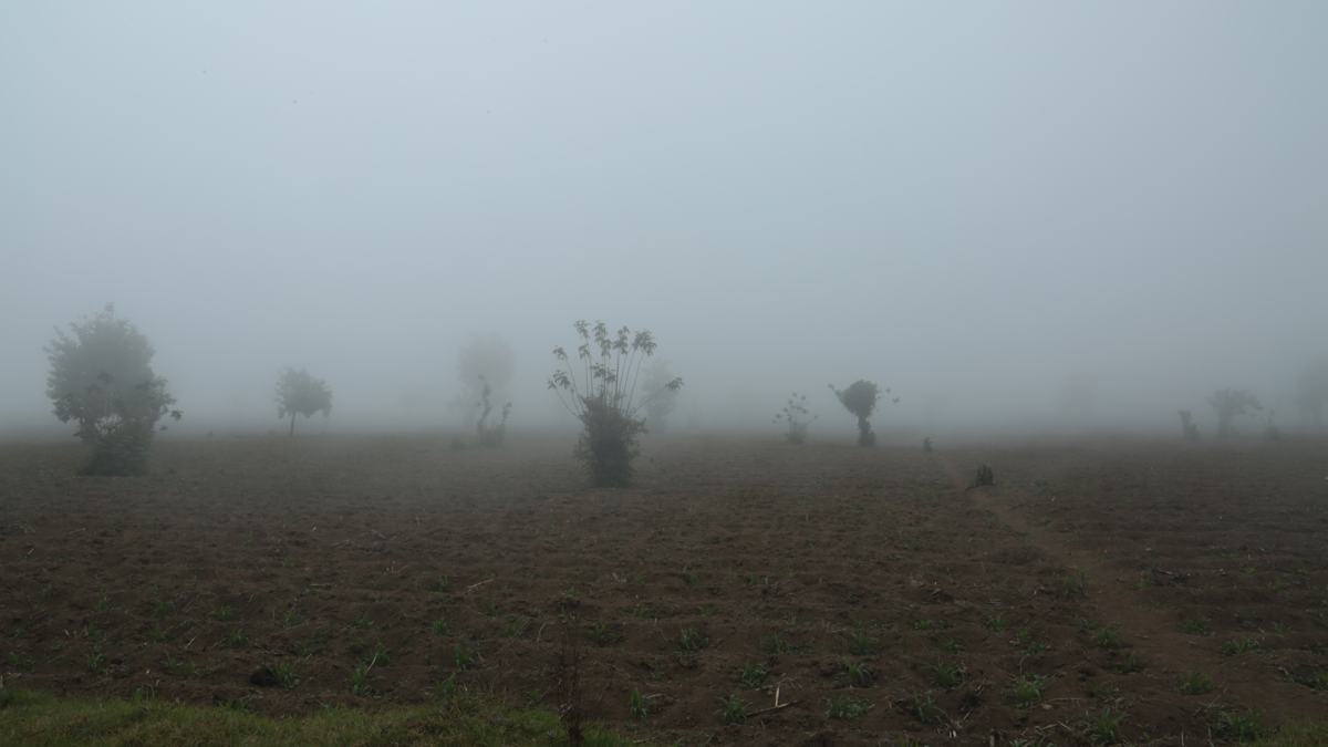 Trees in a misty maize field