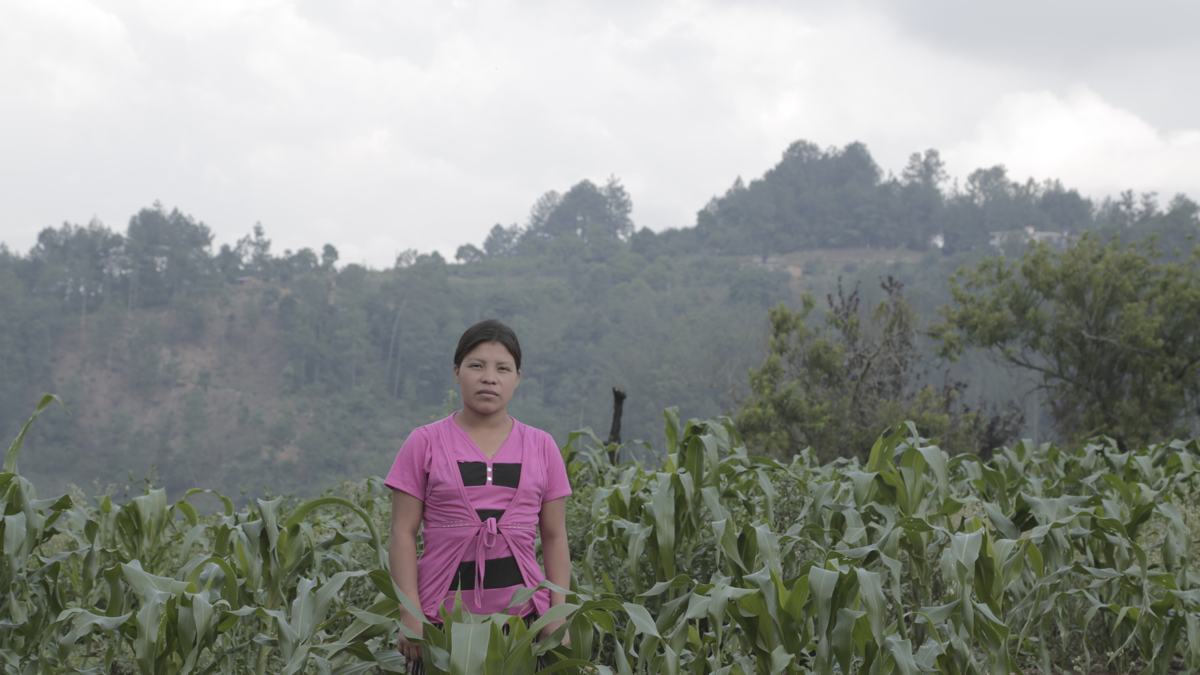 A woman stands in a field of young maize beneath misty hills